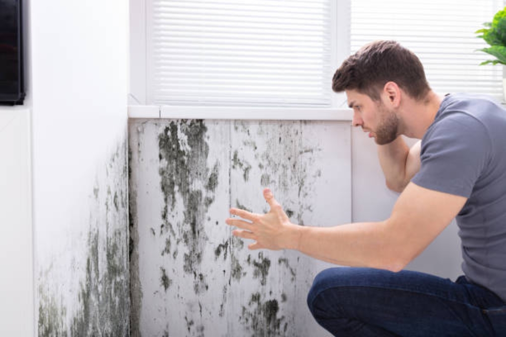 Keep an Eye on Indoor Moisture Levels to Prevent Mold