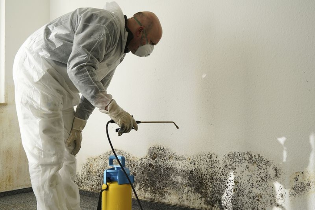 When to Seek Professional Help for Mold Prevention