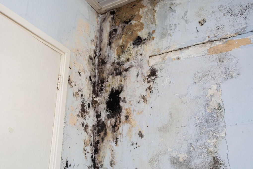 Effects of Water Damage and Mold Growth