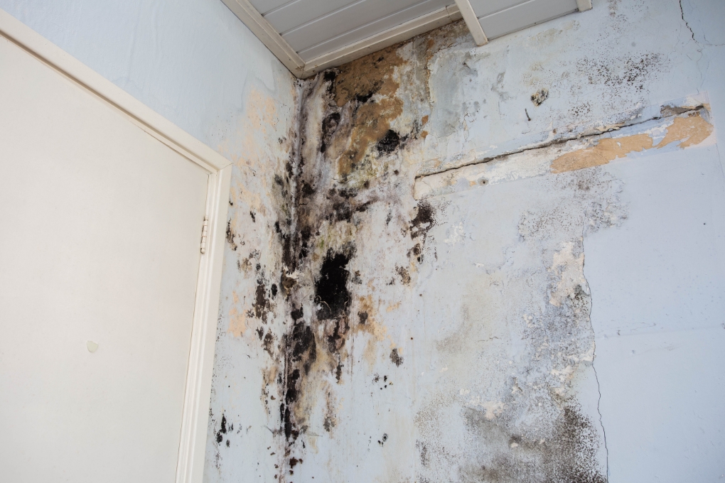 Look for Signs of Damage for Water Damage Restorations