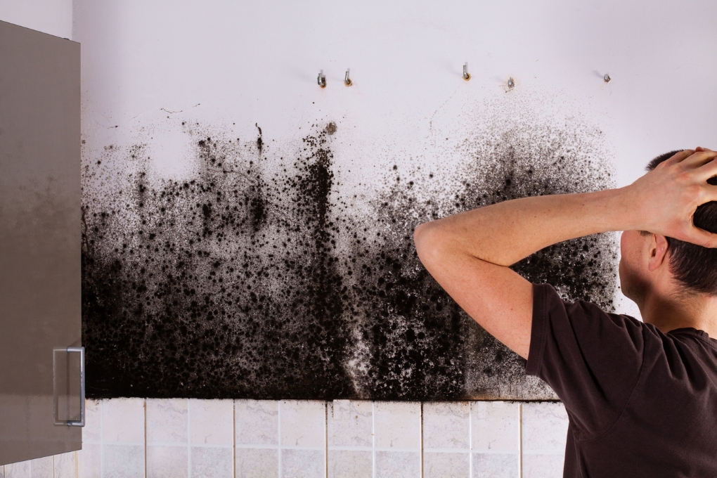 Common Causes of Mold Growth