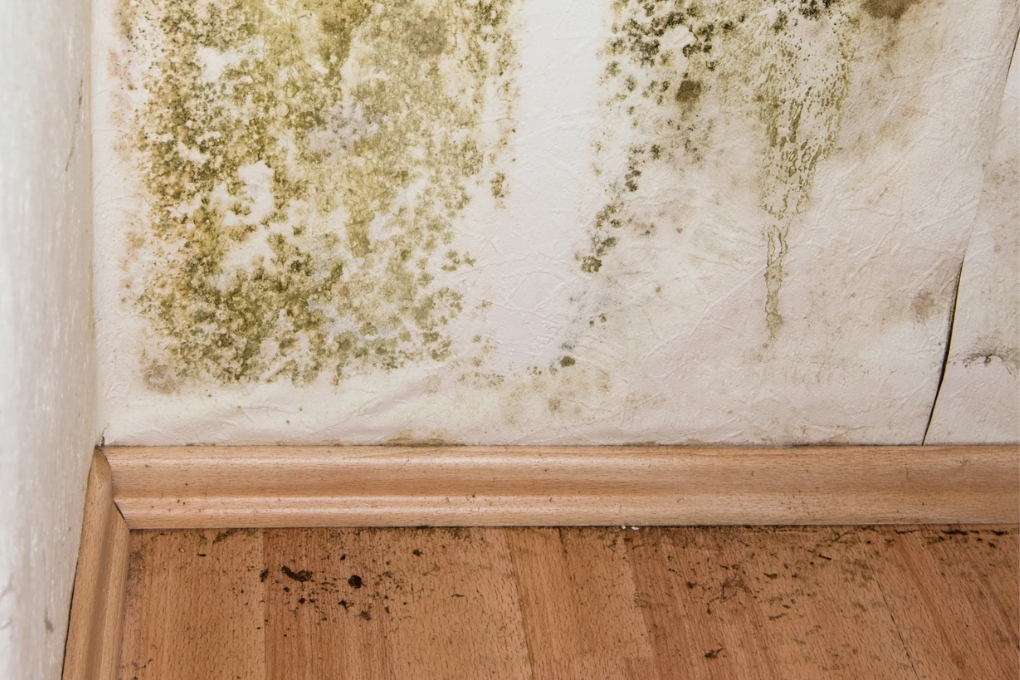 Mold Removal and Mold Remediation Cost