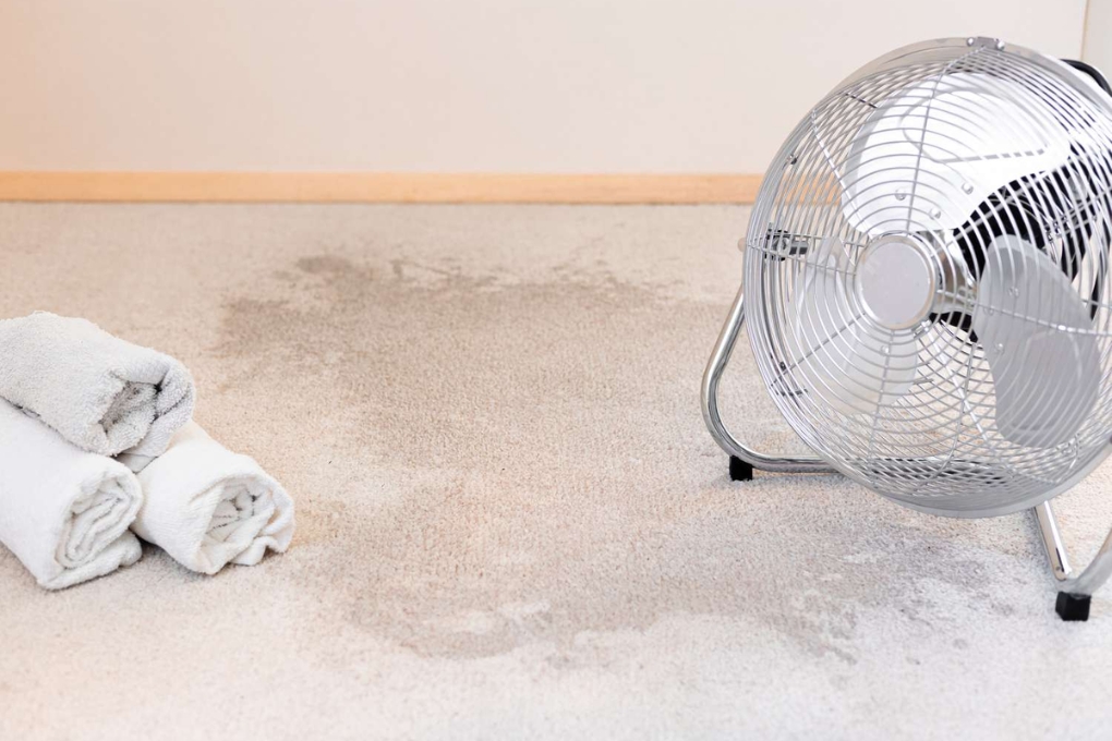Preventive Measures for Avoiding Carpet Water Damage