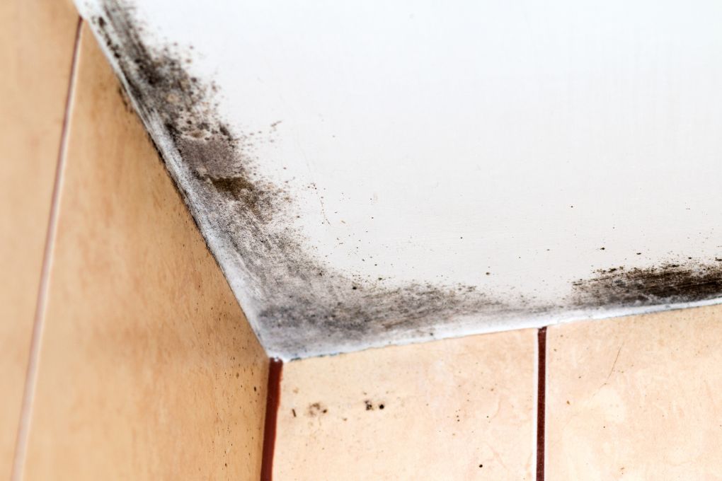 Proliferation of Mold and Mildew