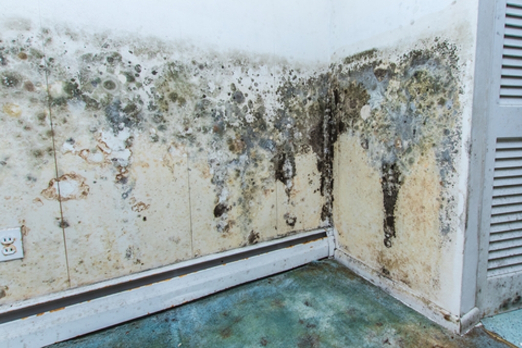 What is Mold