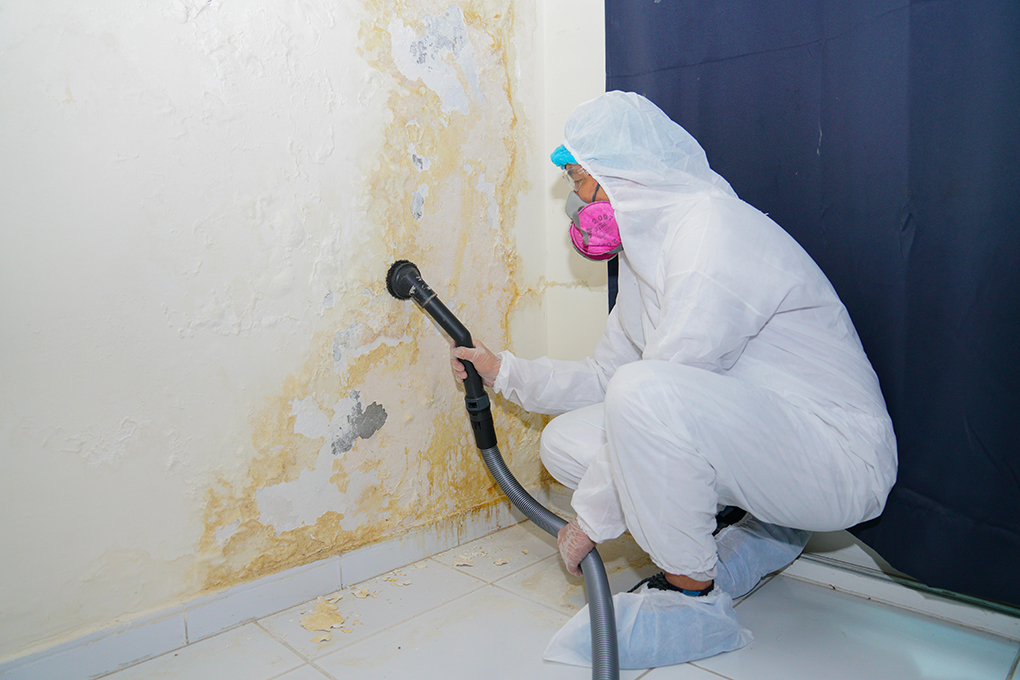 When to Choose Mold Removals or Mold Remediation Services