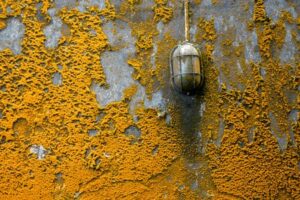What Is Orange Mold - SS Water Restoration