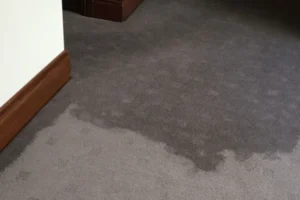 Common Signs of Carpet Water Damage - SS Water Restoration