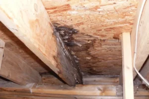 How to Identify Water Damage in the Attic - SS Water Restoration