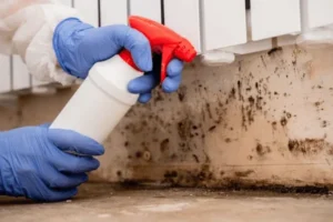 How to Prevent Mold After Water Damage - SS Water Restoration