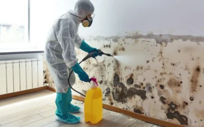 Inquiries for Mold Remediation Companies – What to Ask