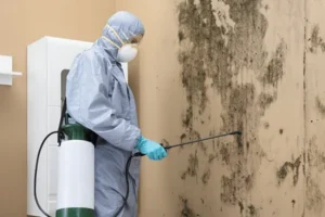 Professional Mold Remediation and Water Damage Cleanup - SS Water Restoration