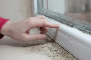 How to Identify Mold Signs Early - SS Water Restoration
