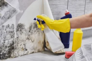 How to Prevent Future Mold Growth - SS Water Restoration