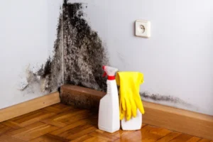 How to Handle Existing Mold Infestations - SS Water Restoration