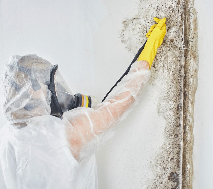 mold removing from wall