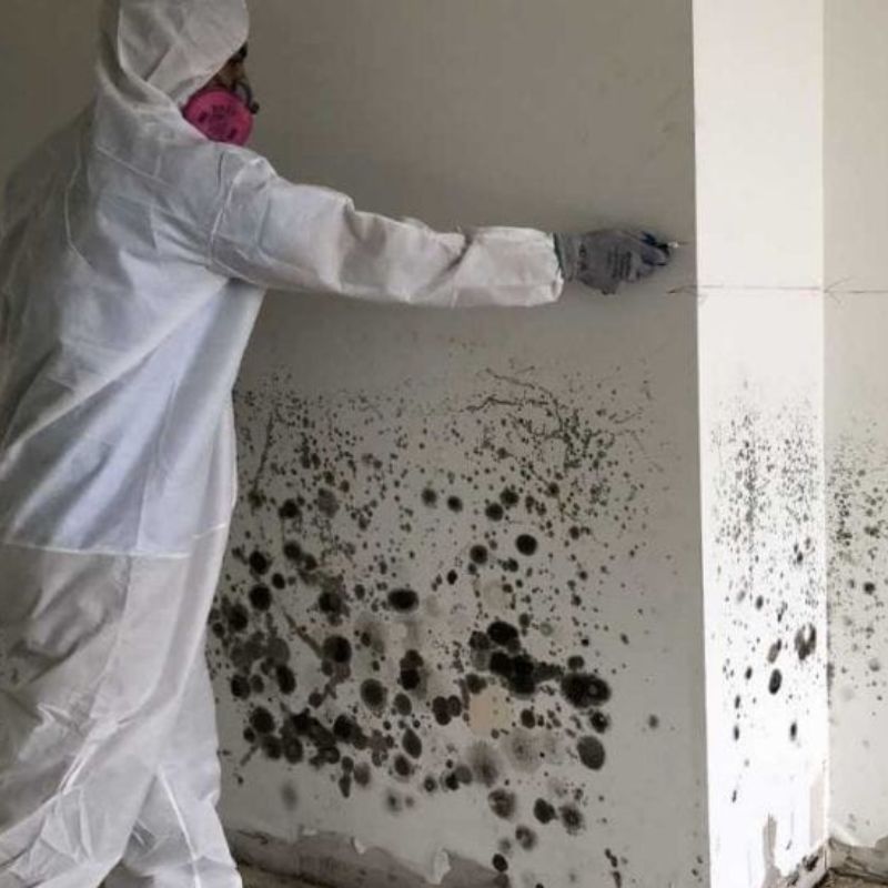 expert mold remediation in Collin County TX - SS Water Restoration expert mold remediation in Collin County TX
