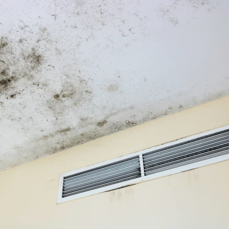 Ceiling mold remediation services in Prosper TX - SS Water Restoration