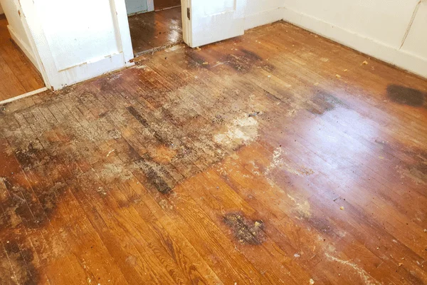 Floor Restoration Lewisville, TX - SS Water Restoration