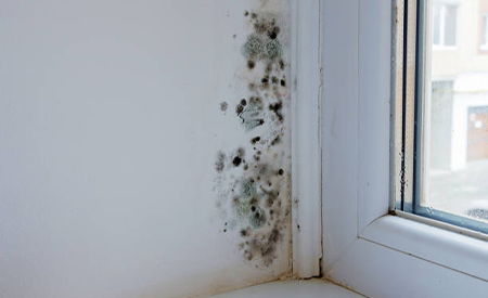 Mold Remediation Services - SS Water Restoration
