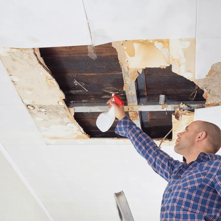 Mold Remediation Services in Plano TX - SS Water Restoration