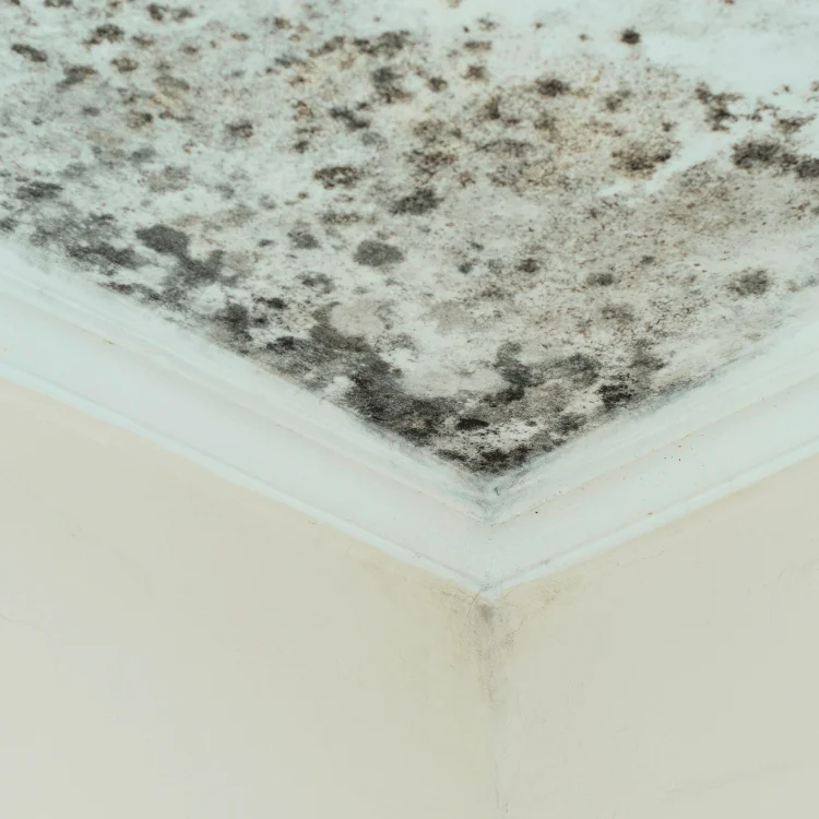 Mold Remediation in Plano TX - SS Water Restoration