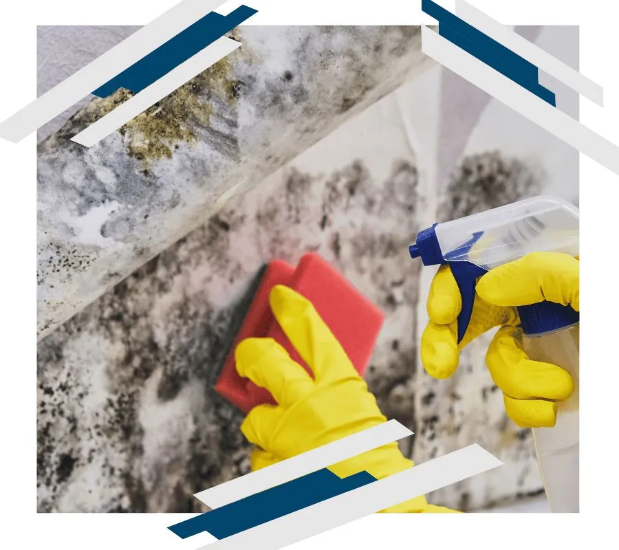 Safe & Effective Mold Removal Solutions - SS Water Restoration