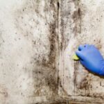 The Best Way to Remove Mold from Walls Safely and Effectively