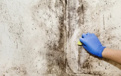 The Best Way to Remove Mold from Walls Safely and Effectively