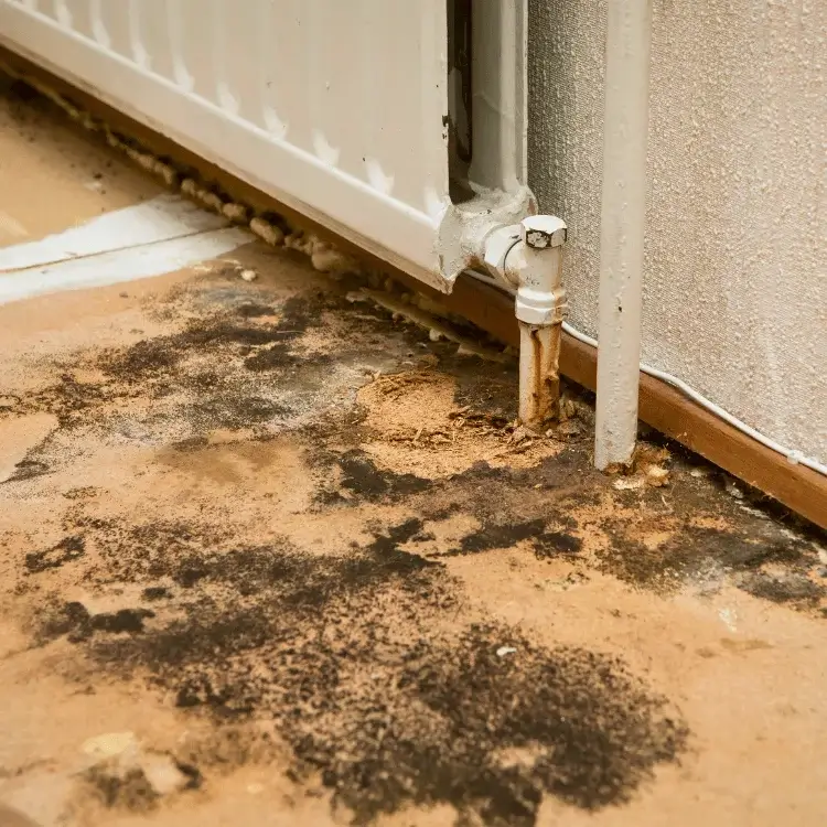 Wall and Flooring mold remediation services in Prosper TX - SS Water Restoration