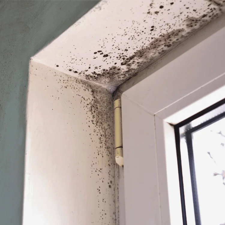 ceiling mold remediation service in Celina TX - SS Water Restoration