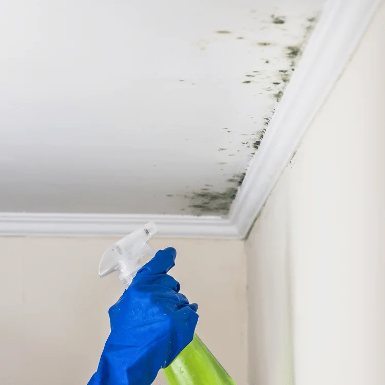 ceiling mold remediation services in Celina TX - SS Water Restoration