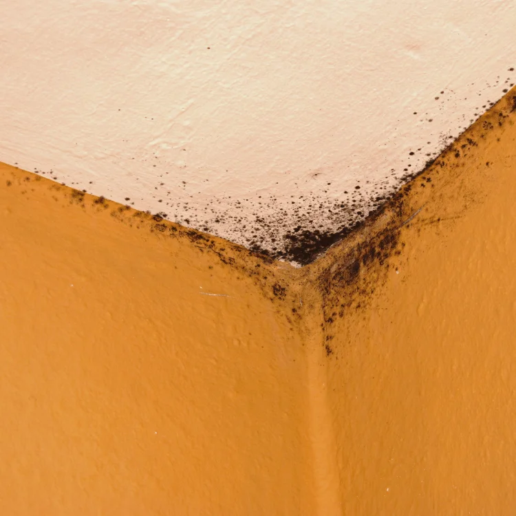 mold remediation service in frisco tx - SS Water Restoration