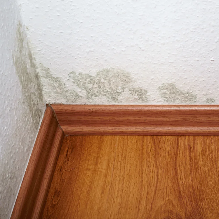 mold remediation services in frisco tx - SS Water Restoration