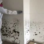 How Professional Black Mold Remediation Saves Time, Money, and Stress - SS Water Restoration