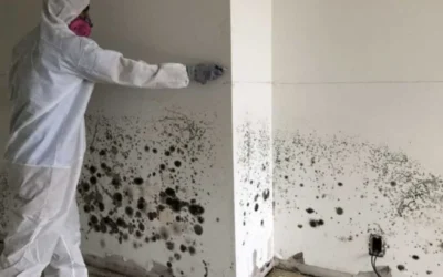 How Professional Black Mold Remediation Saves Time, Money, and Stress