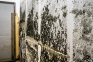 The Hidden Dangers of Black Mold - SS Water Restoration