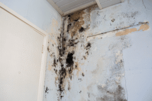 Preventing Mold and Long-Term Cabinet Damage - SS Water Restoration
