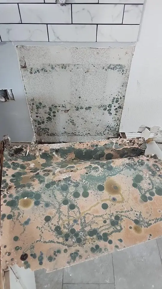 Removed wall and flooring materials reveal extensive mold-like growth caused by water damage inside a home.